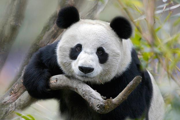 cute-animals-pictures17_0.jpg